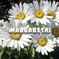 Margaretki